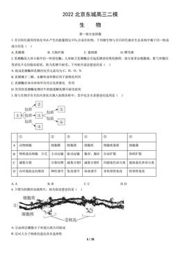 2022北京东城高三二模生物（教师版）-答案