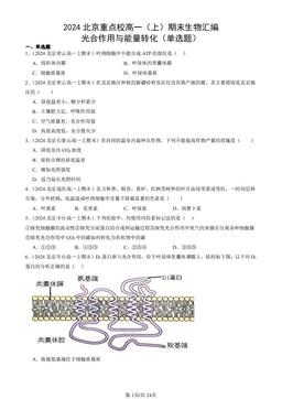 2024北京重点校高一（上）期末生物汇编：光合作用与能量转化（单选题）-答案
