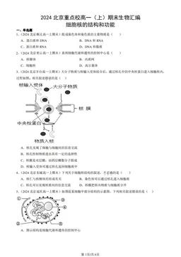 2024北京重点校高一（上）期末生物汇编：细胞核的结构和功能-答案