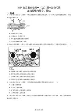 2024北京重点校高一（上）期末生物汇编：主动运输与胞吞、胞吐-答案