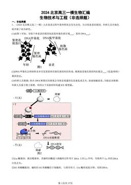 2024北京高三一模生物汇编：生物技术与工程（非选择题）-答案