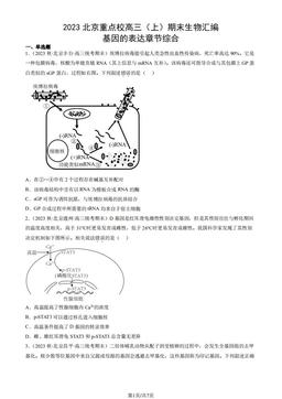 2023北京重点校高三（上）期末生物汇编：基因的表达章节综合-答案