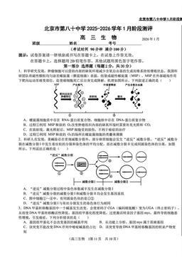 2026北京八十中高三1月月考生物-答案
