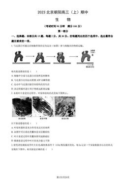 2023北京朝阳高三（上）期中生物（教师版）-答案