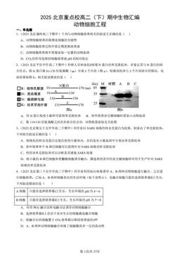 2025北京重点校高二（下）期中生物汇编：动物细胞工程-答案