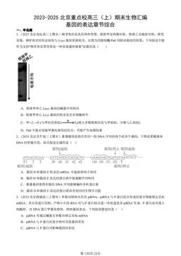 2023-2025北京重点校高三（上）期末生物汇编：基因的表达章节综合-答案