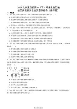 2024北京重点校高一（下）期末生物汇编：基因突变及其它变异章节综合（选择题）-答案