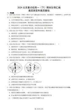 2024北京重点校高一（下）期末生物汇编：基因突变和基因重组-答案