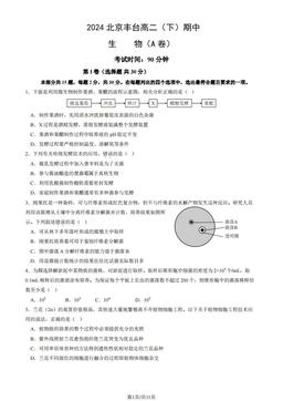 2024北京丰台高二（下）期中生物（A卷）（教师版）-答案