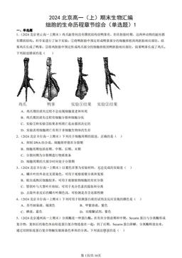 2024北京高一（上）期末生物汇编：细胞的生命历程章节综合（单选题）1-答案