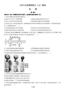2022北京朝阳高三（上）期末生物（教师版）-答案