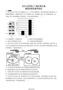 2023北京高三一模生物汇编：基因的表达章节综合-答案