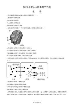 2023北京人大附中高三三模生物（教师版）-答案