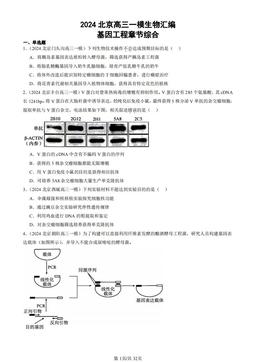 2024北京高三一模生物汇编：基因工程章节综合-答案