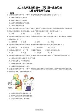 2024北京重点校初一（下）期中生物汇编：人体的呼吸章节综合-答案