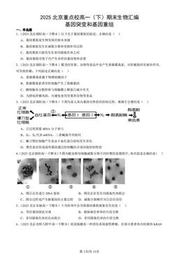 2025北京重点校高一（下）期末生物汇编：基因突变和基因重组-答案