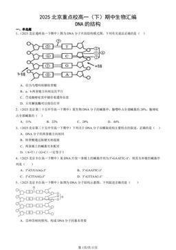 2025北京重点校高一（下）期中生物汇编：DNA的结构-答案