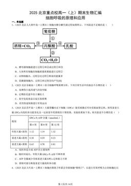 2025北京重点校高一（上）期末生物汇编：细胞呼吸的原理和应用-答案