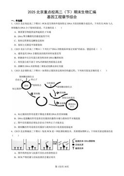 2025北京重点校高二（下）期末生物汇编：基因工程章节综合-答案