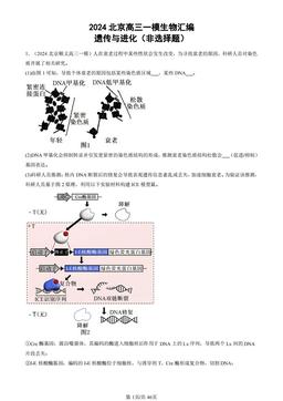 2024北京高三一模生物汇编：遗传与进化（非选择题）-答案