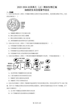 2022-2024北京高三（上）期末生物汇编：细胞的生命历程章节综合-答案