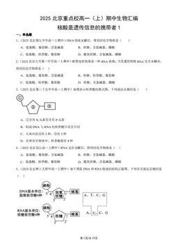 2025北京重点校高一（上）期中生物汇编：核酸是遗传信息的携带者1-答案
