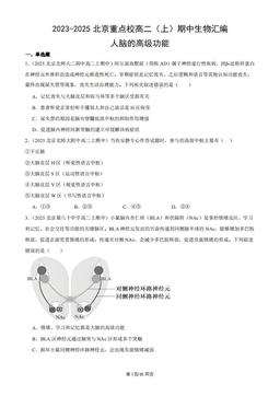2023-2025北京重点校高二（上）期中生物汇编：人脑的高级功能-答案