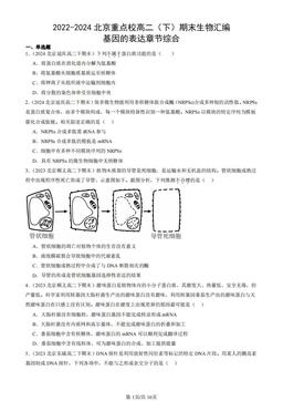 2022-2024北京重点校高二（下）期末生物汇编：基因的表达章节综合-答案